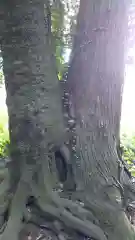 吉田神社の自然