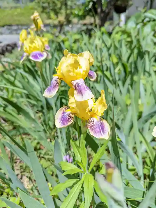 惠心院(京都府)