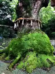 熱田神宮の自然