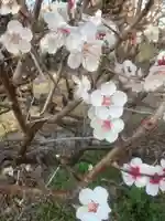 天王社(勝川新町)の自然