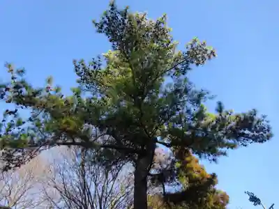 前鳥神社の自然