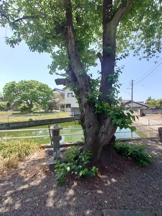 厳島神社(埼玉県)