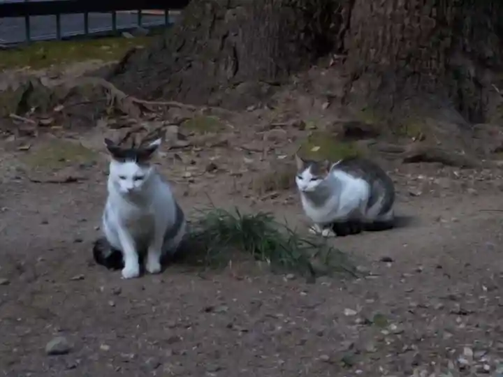 泥江縣神社(愛知県)