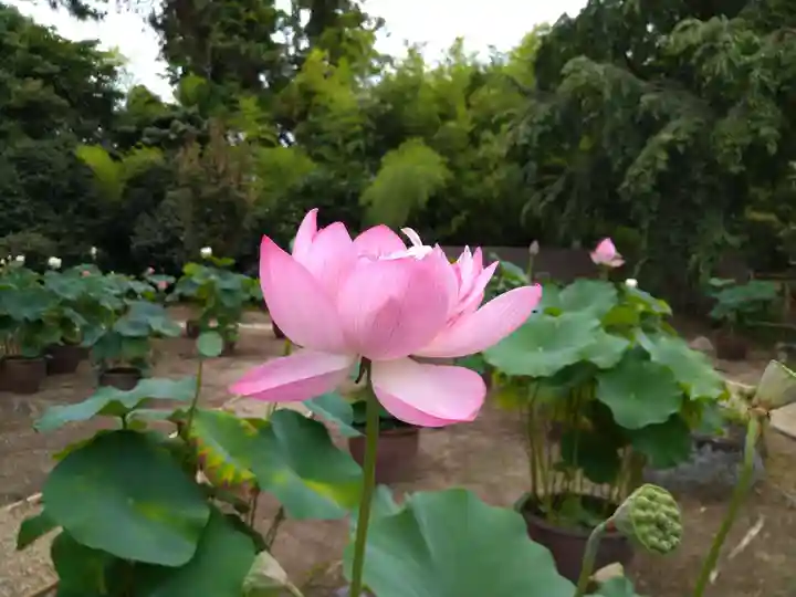 西大寺愛染堂(奈良県)
