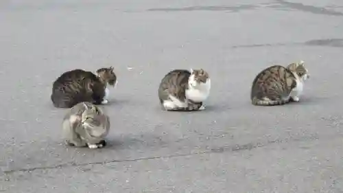 御誕生寺（猫寺）の動物