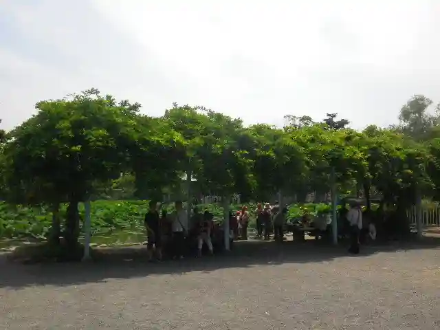 鶴岡八幡宮の庭園