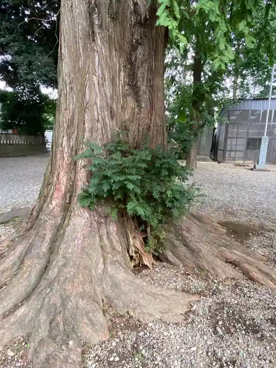 岩槻久伊豆神社の自然