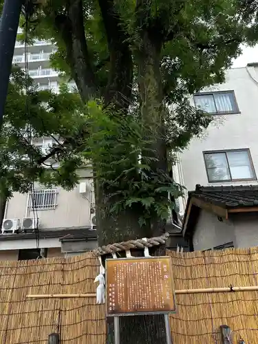 浅草神社の自然