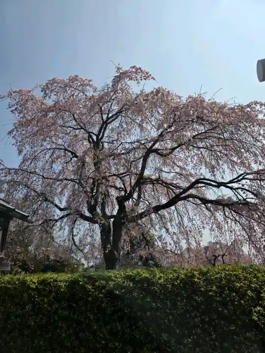 櫻木神社の{uncategorized: "未分類", other: "その他", undefined: "問題あり", building: "その他建物", grave: "お墓", sacred_gate: "鳥居", guardian: "狛犬", statue: "像", buddha: "仏像", history: "歴史", nature: "自然", garden: "庭園", animal: "動物", pagoda: "塔", temizu: "手水舎", mountain_gate: "山門・神門", sanctuary: "本殿・本堂", subordinate: "末社・摂社", art: "芸術", scenery: "景色", jizo: "地蔵", ema: "絵馬", goshuin: "御朱印", omikuji: "おみくじ", items: "授与品その他", amulet: "お守り", goshuincho: "御朱印帳", eats: "食事", festival: "お祭り", votive_dance: "神楽", shichigosan: "七五三参", wedding: "結婚式", experience: "体験その他", initially: "初詣", around: "周辺", anti_infection: "感染症対策"}