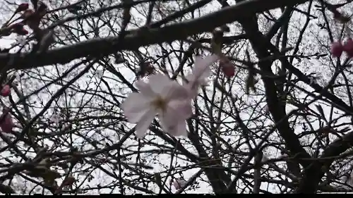 櫻木神社の自然