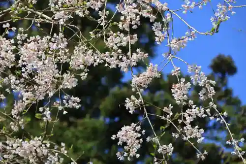 大六天麻王神社の自然