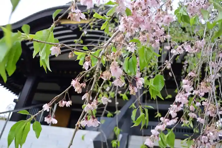 宝勝山 南藏院 蓮光寺(東京都)