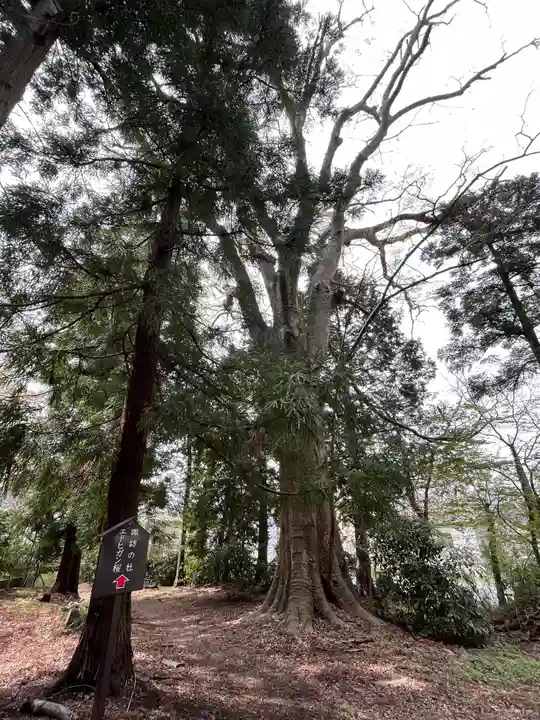 神炊館神社 ⁂奥州須賀川総鎮守⁂の自然