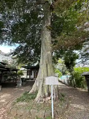 白山神社(東京都)