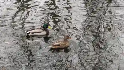 永山神社の動物