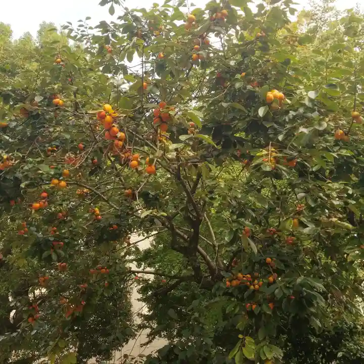鳥越神社の自然