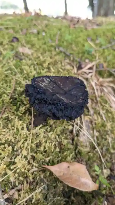 白山社(羽黒南郷)(愛知県)