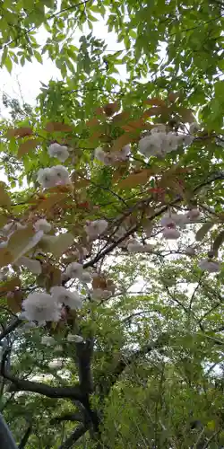 室蘭八幡宮の自然