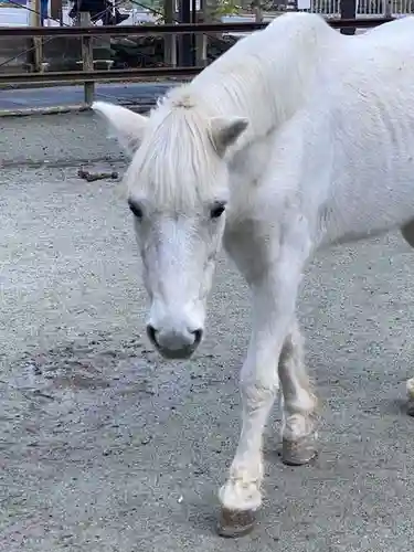 丹生川上神社（下社）(奈良県)