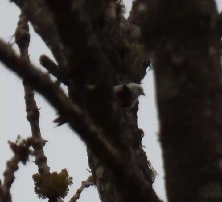 留辺蘂神社の動物