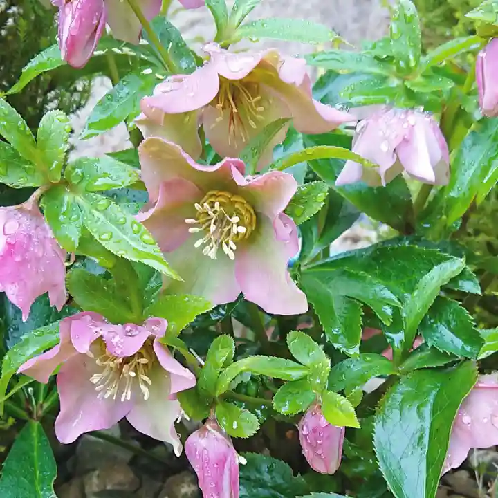 寿量山 速成寺の自然