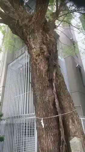 泥江縣神社の自然