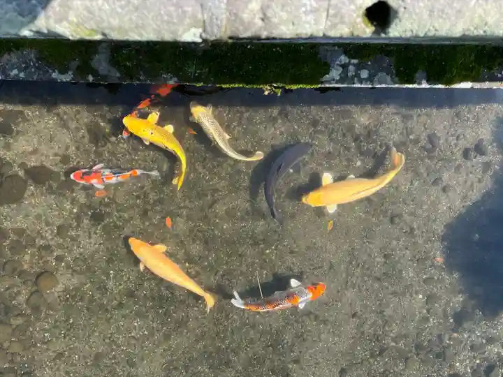 出水神社の動物