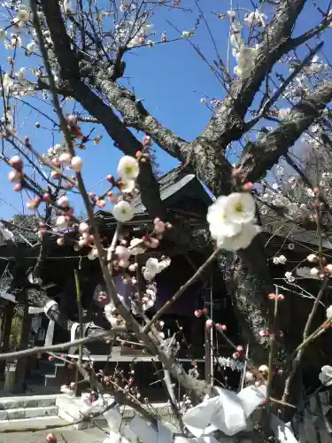 賀茂別雷神社の自然
