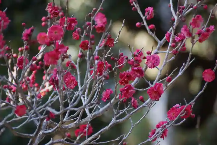 長岡天満宮(京都府)