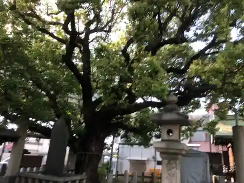石津神社の自然