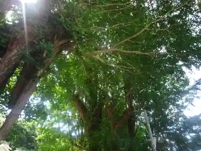 海南神社の自然