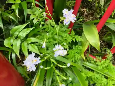 成田山七島不動尊の{uncategorized: "未分類", other: "その他", undefined: "問題あり", building: "その他建物", grave: "お墓", sacred_gate: "鳥居", guardian: "狛犬", statue: "像", buddha: "仏像", history: "歴史", nature: "自然", garden: "庭園", animal: "動物", pagoda: "塔", temizu: "手水舎", mountain_gate: "山門・神門", sanctuary: "本殿・本堂", subordinate: "末社・摂社", art: "芸術", scenery: "景色", jizo: "地蔵", ema: "絵馬", goshuin: "御朱印", omikuji: "おみくじ", items: "授与品その他", amulet: "お守り", goshuincho: "御朱印帳", eats: "食事", festival: "お祭り", votive_dance: "神楽", shichigosan: "七五三参", wedding: "結婚式", experience: "体験その他", initially: "初詣", around: "周辺", anti_infection: "感染症対策"}