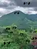 のんの