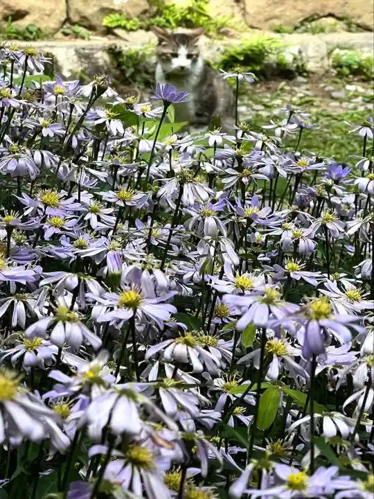 修那羅山安宮神社(長野県)