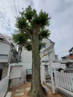 垂水御霊神社の自然