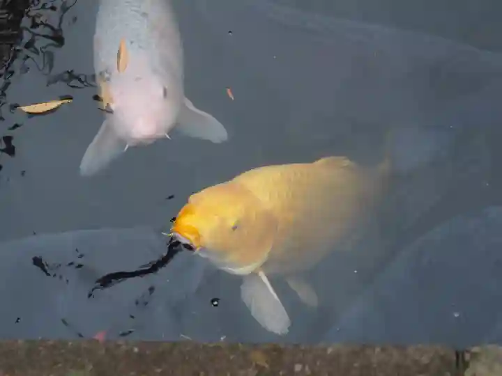 善知鳥神社の動物