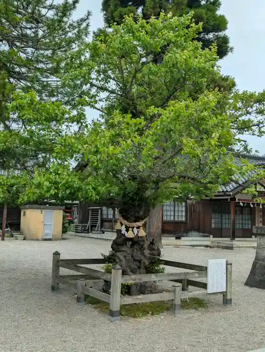 射水神社の{uncategorized: "未分類", other: "その他", undefined: "問題あり", building: "その他建物", grave: "お墓", sacred_gate: "鳥居", guardian: "狛犬", statue: "像", buddha: "仏像", history: "歴史", nature: "自然", garden: "庭園", animal: "動物", pagoda: "塔", temizu: "手水舎", mountain_gate: "山門・神門", sanctuary: "本殿・本堂", subordinate: "末社・摂社", art: "芸術", scenery: "景色", jizo: "地蔵", ema: "絵馬", goshuin: "御朱印", omikuji: "おみくじ", items: "授与品その他", amulet: "お守り", goshuincho: "御朱印帳", eats: "食事", festival: "お祭り", votive_dance: "神楽", shichigosan: "七五三参", wedding: "結婚式", experience: "体験その他", initially: "初詣", around: "周辺", anti_infection: "感染症対策"}