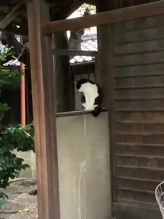 徳照寺の動物