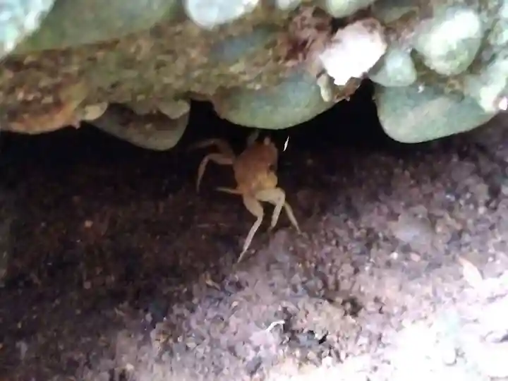 熊野神社(福井県)