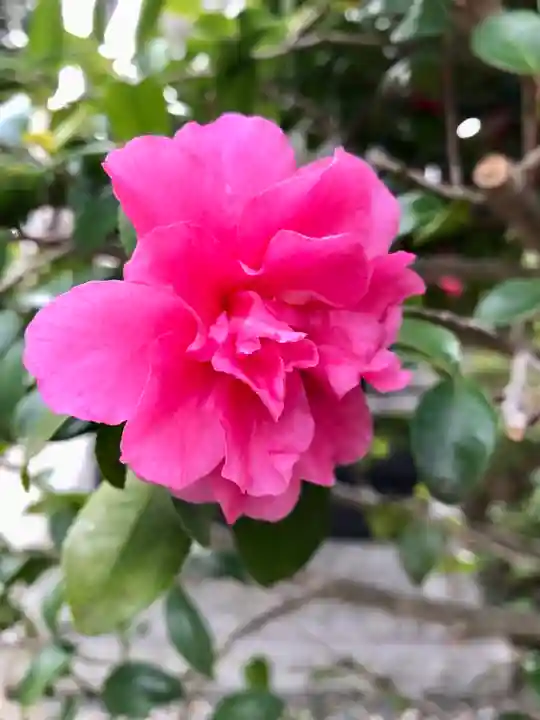 菊田神社の自然