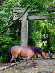 櫻井神社の動物