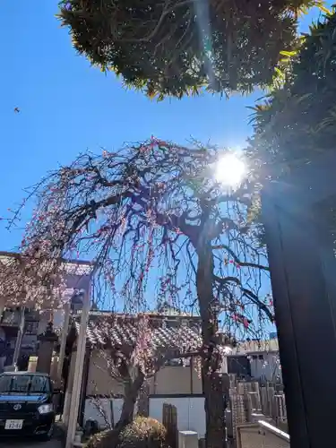 法蔵寺(東京都)