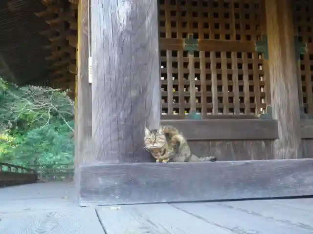 妙本寺の動物