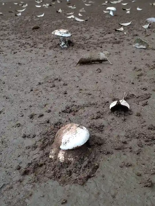 伏木香取神社のその他建物