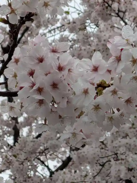 宝仙寺(東京都)