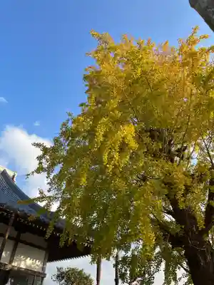 法話と天井絵の寺 観音寺の自然