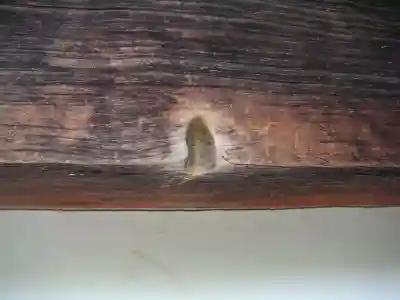 根来寺のその他建物