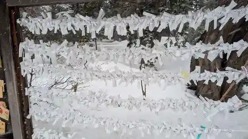 信濃神社のおみくじ