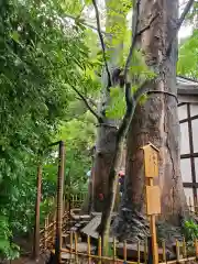 川越氷川神社の自然