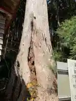 吉野八幡神社の自然